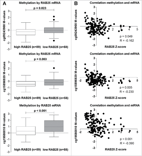 Figure 2. RAB25 mRNA levels in relation with the 3 RAB25 TSS 450K probes (cg09243900, cg15896939, and cg19580810) methylation levels in the TCGA OSCC cohort. (A) RAB25 methylation levels compared between OSCC with high RAB25 mRNA levels and OSCC with low RAB25 mRNA levels. The M-values of the 3 RAB25 Infinium 450K promoter probes were significantly higher in OSCC with low RAB25 mRNA z-scores compared to OSCC with high RAB25 mRNA z-scores. (B) Spearman correlations between RAB25 methylation and RAB25 mRNA levels. All 3 RAB25 promoter probes showed a significant negative correlation between RAB25 promoter probe M-values and RAB25 mRNA z-scores.