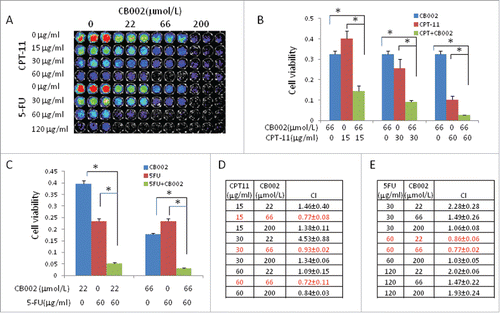 Figure 6. Synergistic effects of CB002 and CPT-11 or 5-FU in treated cancer cells. SW480 cells were treated with CB002 and CPT-11 or 5-FU for 72 hours. A. Imaging of CellTiter-Glo cell viability of SW480 treated with CB002 and CPT-11 or 5-FU. B. Cell viability of SW480 cells treated with CB002 and CPT-11. C. Cell viability of SW480 cells treated with CB002 and 5-FU. D. Combination Index of CB002 and CPT-11. E. Combination Index of CB002 and 5-FU. Cell viability was normalized to DMSO as control. *p < 0.05. Combination index (CI)<1, = 1 and >1 indicate synergism, additive effect and antagonism in drug combination treatment.