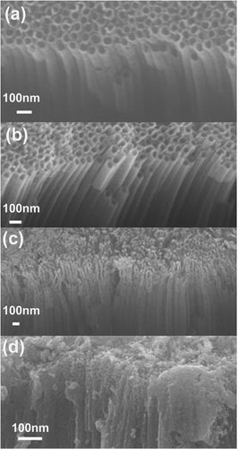 Figure 1. Side view SEM images of TiO2 nanotubes annealed at different temperatures: (a) no annealing, and annealed at (b) 450°C, (c) 650°C and (d) 850°C.