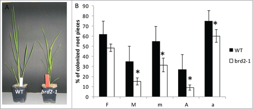 Figure 1. Mycorrhizal parameters of Oryza sativa Nipponbare wild type rice plants compared to brd2-1 mutant plants defective in BR biosynthesis 6 weeks after inoculation with Rhizophagus irregularis. F%: infection frequency, M%: absolute mycorrhizal colonization, m% relative mycorrhizal colonization, A% absolute arbuscule abundance, a% relative arbuscular abundance. Shown are mean values and standard deviations. Significant differences between WT and brd2-1 mutant plants are indicated by asterisks (Students-t-test, P ≤ 0.05; n = 4-6).