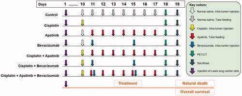 Figure 1. BEV, APA and CDDP treatment regimen. Each arrow corresponds to the individual drug. APA: apatinib; BEV: bevacizumab; CDDP: cisplatin; PET/CT: Fluorine-18-fluorode oxyglucose (18F-FDG) micro-positron emission tomography/computed tomography.
