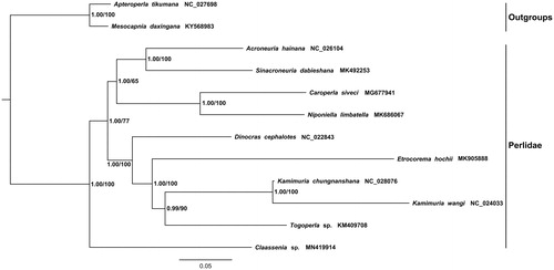 Figure 1. Phylogenetic analyses of Claassenia sp. based on the sequences of PCG12R matrix (contains PCGs first and second codons and two rRNAs) by the Maximum likelihood (ML) and Bayesian (BI) methods. The accession number in NCBI of each species is indicated after the scientific name.