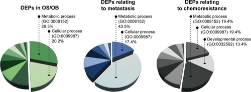 Figure 1 Enriched biological processes (GO annotation) of DEPs in OS/OB, metastasis, and chemoresistance.