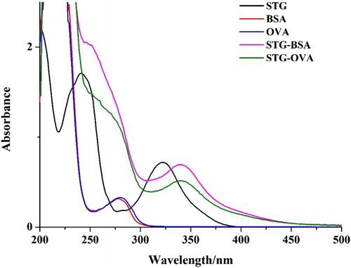 Figure 4. The UV–VIS spectra of different antigens (STG-BSA/STG-OVA).