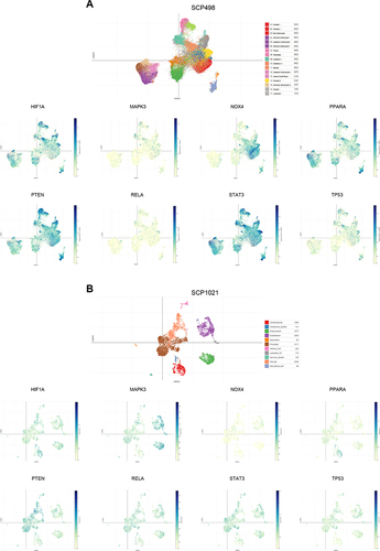 Figure 7 Distribution of key FRGs in human heart. Expression distributions of all key FRGs in single-cell sequencing data from (A) human adult hearts derived from SCP498 and (B) human fetal hearts derived from SCP1021.