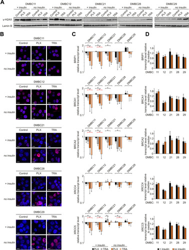 Figure 4 Insulin attenuates vemurafenib- and trametinib-induced changes in the γ-H2AX level and DNA repair capacity of melanoma cells. (A) Western blot analysis of the H2AX phosphorylation detected in nuclear extracts of control melanoma cells or cells treated with vemurafenib (PLX) or trametinib (TRA) for 12 h, in the presence or absence of insulin. Lamin B was used as a loading control. n=2. (B) Confocal imaging of melanoma cells stained with anti-phospho-H2AX (pink) merged with nuclear counterstain – DAPI (blue) after 12 h of drug treatment. Scale bar=10 µm. n=2. (C) Changes relative to controls in transcript levels of BRIP1, BRCA1, BRCA2, XRCC4 and XRCC5 after 24 h of drug treatment assessed by qRT-PCR and normalized to the expression of a reference gene, RPS17. Bars represent mean values of three independent experiments ± SD. ANOVA and Scheffé’s test were used to calculate statistical significance. Statistical significance marked as asterisks in proximity to each bar refers to the drug-induced difference in relation to control, and as asterisks adjacent to lines above the bars refers to the difference between melanoma cells grown with or without insulin (black lines for PLX-induced differences, red lines for TRA-induced differences). Differences are considered significant at *P<0.05. (D) Transcript levels of BRIP1, BRCA1, BRCA2, XRCC4 and XRCC5 in melanoma cells grown with or without insulin, relative to the median value for all five cell lines.