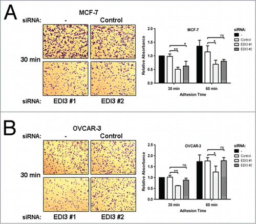 Figure 3. Downregulation of EDI3 impairs initial cell adhesion on fibronectin (FN). After siRNA knockdown for 72 h, (A) MCF-7 human breast cancer cells and (B) OVCAR-3 human ovarian cancer cells were harvested in suspension media containing 1% FBS and 0.5 mg/ml trypsin inhibitor, maintained in suspension for 1 h, and then re-plated on FN-coated 24-well plates for 30 or 60 min. Adherent cells were fixed and stained with crystal violet. Shown are representative phase contrast images taken with a 10x objective. Bars: 100 μm. After de-staining, the released crystal violet was quantified by absorbance measurements. Values in graphs represent mean ± SD from three independent experiments.