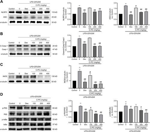 Figure 6 C-PC treatment suppresses the expression of NLRP3 inflammasome and NF-κB signaling pathway in lung tissues.