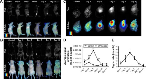 Figure 3 bCD-PLL-labeled EPCs observed in ischemic muscle using NIR optical imaging (A and B) in vivo (left-lateral and prone position) and (C) in vitro. Representative images showing that the signals observed in the ischemic hindlimbs on days 1, 3, 5, 7 and 10 after injection of bCD-PLL-labeled EPCs were significantly stronger than in the control group. (D) The average signal levels in ischemic muscle and (E) the signal ratio (labeled EPCs/saline) were calculated from ROI analyses of the two groups. **P<0.01, ***P<0.001.Abbreviations: bCD, bacterial cytosine deaminase; PLL, poly-L-lysine; EPC, endothelial progenitor cell; NIR, near infrared; ROI, region of interest; Fluo, fluorescence; C.C. fluo, color-coded fluorescence.