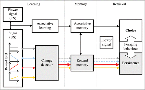 Figure 2 Schematic representation of the effects of constant (grey lines), decreasing (blue lines), and increasing sugar reward levels (red and orange lines for either a large or small increase in reward level, respectively) on a honeybee’s foraging behavior. A built-in change detector computes differences in reward level across foraging events. This leads to the formation of a specific reward memory. In parallel, bees associate the reward with stimuli present at the food source (as the CS), and an associative memory is formed. After a long foraging pause, the reward’s related stimuli retrieve these two forms of memory. Associative and reward memories are evinced through honeybees’ choice behavior and foraging persistence, respectively. In this scheme, differences in persistence are interpreted as evidence of different expectations of reward.
