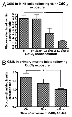 Figure 3. (A) GSIS in MIN6 cells following exposure or not to 0.1, 0.5 or 1.0 µmol/L CdCl2 for 48 h (n = 5, each in duplicate). *, p < 0.05 using Student’s t test with Bonferroni correction. (B) Glucose stimulated insulin secretion (GSIS) in primary mouse islet cells following exposure to 0.1 µmol/L CdCl2 for 8 or 48 h compared with control cells (n = 4, each in duplicate).