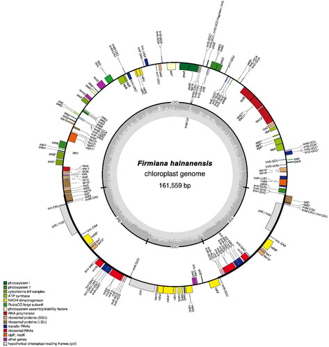 Figure 2. The chloroplast genome map of Firmiana hainanensis showing the regions of 130 genes. The inner circle of darker grey color represents the Guanine and Cytosine (GC) content, and of lighter grey color represents the Adenine and Thymine (AT) content of the chloroplast genome. The genes drawn outside and inside of the outer circle are transcribed counter clockwise and clockwise, respectively. LSC: Large single copy, SSC: Small Single Copy; IR (IRA and IRB): Inverted Repeats. The functional groups of the genes are shown in different colors.