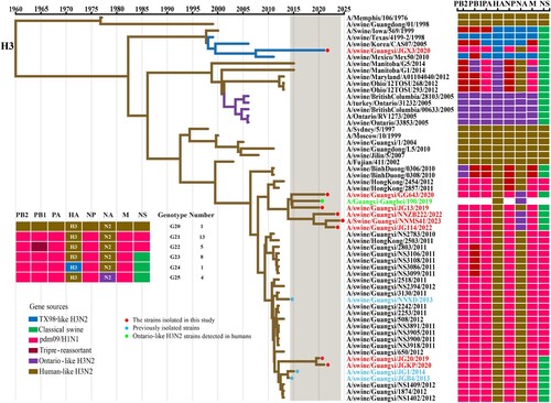 Figure 5. Phylogeny and divergence time of the H3 HA genes. The phylogenetic tree of the H3 HA gene was generated by the Bayesian MCMC framework, using the GTR substitution model with gamma-distributed among site rate heterogeneity and a “strict molecular clock” model. Coloured boxes show the lineage classification of HA gene segment of IAVs. The isolates in this study are labelled with solid red circles. Blue and green solid circles indicate early isolated strains of Guangxi and Ontario-like H3N2 strains isolated from humans, respectively.