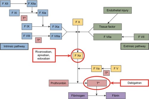 Figure 1 Sites of NOAC action in the coagulation cascade.