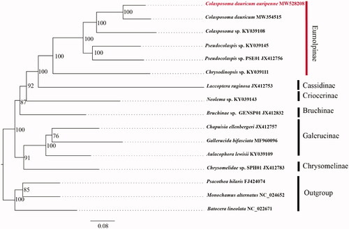 Figure 1. Phylogenetic analyses of C. dauricum auripenne (Motschlsky, 1860) based on the concatenated the first and second codon positions of 13 PCGs. The analysis was performed using IQ-TREE software. Numbers at nodes are bootstrap values. The accession number for each species is indicated after the scientific name.