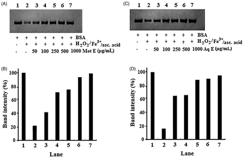 Figure 7. Protection of BSA oxidative damage by aqueous extract (Aq E; A and B) and methanol extract (Met E; C and D) of H. cheirifolia. BSA was oxidized by Fenton system (H2O2/Fe3+/ascorbic acid). The reaction mixture (1.2 mL) containing H. cheirifolia Met E or Aq E (50–1000 μg/mL), BSA (1 mg/mL), FeCl3 (50 μM), H2O2 (1 mM), ascorbic acid (100 μM) and potassium phosphate buffer (20 mM, pH 7.4) was incubated for 3 h at 37 °C. The oxidative damage of BSA was quantified by SDS-PAGE. SDS gels were digitally photographed and the integrated density of bands was measured using Discovery series Quantity One Program (version 4.5.2. BioRad Co.).