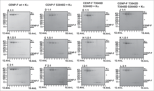 Figure 5. Comparison of the interaction of karyopherin α with wild-type CENP-F and with phosphomimetic variants of CENP-F. (A-L) Purified CENP-F fragments (residues 2987–3065) and karyopherin α were mixed in 1:1, 1.5:1 and 2:1 ratio respectively and analyzed by size exclusion chromatography. SDS-PAGE analysis of the peak fractions is shown. Elution volumes are indicated on the bottom, tick marks represent 0.6 mL increments. Positions of molecular weight marker bands and their masses in kDa are indicated on the left. (A-C) CENP-F wild-type fragment (wt) and karyopherin α, mixed in 1:1, 1.5:1 and 2:1 molar ratio. (D-F) CENP-F S3048 fragment and karyopherin α. (G-I) CENP-F T3045D/S3048 fragment and karyopherin α. (J-L) CENP-F T3042D/T3045D/S3048D fragment and karyopherin α. An asterisk marks traces of residual GST.