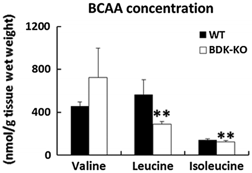 Figure 2. Effects of deletion of BDK on BCAA concentrations in the skin. BCAA levels were determined from the skin of WT and BDK-KO mice by the JLC-500/V amino acid autoanalyzer. Data are expressed as mean ± SE (n = 4). **p < 0.01 compared with WT mice.