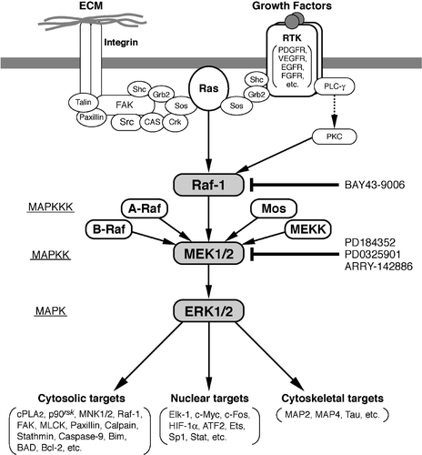 Figure 1. Schematic representation of the extracellular signal‐regulated kinase (ERK) pathway focusing on its converging function of diverse intracellular signals. The mitogen‐activated protein (MAP) kinase cascade is composed of three sequential kinases: MAP kinase kinase kinase (MAPKKK), MAP kinase kinase (MAPKK), and MAP kinase (MAPK). ERK1/2 phosphorylate a variety of nuclear, cytosolic and cytoskeletal targets. Integrin‐focal adhesion kinase (FAK) pathway, which is activated by adhesion of integrins to specific extracellular matrix (ECM) molecules, is another important signaling to fully activate the ERK pathway Citation72,73. Activation of the ERK pathway is most often associated with cell proliferation, cell survival and cell migration. Well‐characterized inhibitors of Raf and MEK1/2 are shown. Several negative regulators of this pathway exist, such as MAP kinase phosphatases (MKPs/DUSPs) and Sprouty proteins. Expression of MKPs and Sprouty proteins is induced in an ERK‐dependent manner, and thus these proteins participate in the negative feedback regulatory loop of the ERK pathway (not shown in this Figure; see text).