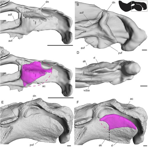 FIGURE 7. Surface and CT scans of the angular region in dicynodonts. A, Niassodon mfumukasi (ML1620); B, Endothiodon bathystoma (SAM-PK-K11031, right side mirrored) in lateral view; C, Niassodon mfumukasi (ML1620) with angular cleft overlay; D, Endothiodon bathystoma (SAM-PK-K11034) in ventral view showing anterior extent of the angular cleft; E, Stahleckeria potens (AMNH FR3857) in left lateral view; F, Stahleckeria potens (AMNH FR3857) with angular cleft overlay. Box on silhouette illustrates location of images. Thin dotted line indicates approximated minimum extent of missing reflected lamina in C and approximated minimum extent of unprepared angular cleft in F. Thick dotted line indicates anterior edge of the ventrally hanging reflected lamina. Abbreviations: ac, angular cleft; adf, anterodorsal fossa; ak, angular keel; avf, anteroventral fossa; dn, dorsal notch; pvf, posteroventral fossa; rl, reflected lamina; vcba, ventral connection to body of the angular. Scale bars equal 1 cm.
