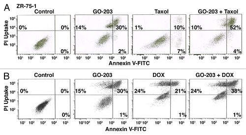 Figure 5. Combining GO-203 with taxol or DOX induces late apoptosis/necrosis. (A) ZR-75-1 cells were treated with 2.9 μM GO-203, 85 nM taxol or the combination of both agents for 48 h. GO-203 was added every 24 h. (B) ZR-75-1 cells were treated with 2.9 μM GO-203, 0.53 μM DOX or the combination of both agents for 48 h. GO-203 was added every 24 h. The cells were then incubated with PI/annexin V and analyzed by flow cytometry. The percentage of necrotic (upper left quadrant), apoptotic (lower right quadrant) and late apoptotic/necrotic (upper right quadrant) cells is indicated in the panels.
