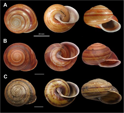 Figure 22. Shell variation in Figuladra bayensis (Brazier, Citation1875). A, AMS C.17959, Helix (Hadra) bayensis Brazier, Citation1875, Wide Bay ( =  Mt Biggenden), SEQ, holotype; B, QMMO42777, Mt Biggenden, SEQ; C, QMMO86654, Mt Mudlo, SEQ. Scale bars = 10 mm or as indicated. Image A: Australian Museum.