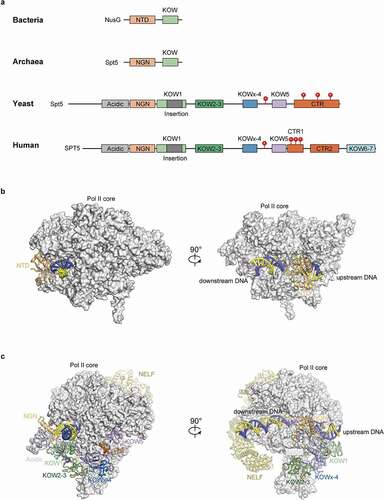 Figure 1. Domains and structures of SPT5/NusG in different organisms.