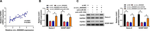 Figure 7 FGFR1 expression was regulated by circ_0000885 and miR-1294. (A) Pearson correlation analysis was used to evaluate the correlation between FGFR1 and circ_0000885 expression in OS. (B and C) After transfected with si-NC, si-circ_0000885, si-circ_0000885 + anti-miR-NC or si-circ_0000885 + anti-miR-1294, the mRNA and protein expression of FGFR1 in Saos-2 and SOSP-9607 cells was determined by qRT-PCR and WB analysis, respectively. *P < 0.05.Abbreviations: OS, osteosarcoma; si, small interfering RNA; NC, negative control; GAPDH, glyceraldehyde 3-phosphate dehydrogenase; WB, Western blot; qRT-PCR, quantitative real-time polymerase chain reaction.