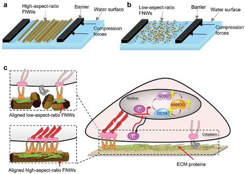 Figure 12. Tuneable aligned FNWs scaffolds regulate stemness genes expression of hMSCs. a) LB technique aligns high-aspect ratio FNWs parallel to barriers, forming aligned FNWs arrays. b) Alignment decreases with low-aspect ratio FNWs. Adjusting the ratio of different FNWs tunes alignment on a continuous range. c) Aligned FNWs provide appropriate cues for mechanotransductive upregulation of stemness genes through the YAP signalling pathway.