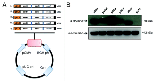 Figure 1. Construction and expression of esx constructs. (A) Schematic representation of all 5 trivalent esx constructs encompassing a total of 15 esx antigens. All genes are cloned into the pVAX1 mammalian vector and are under the CMV promoter. The N-terminal IgE leader peptide, C-terminal HA tag, BGH polyA signal, kanamycin resistance gene and pUC origin are shown. (B) Expression of esx constructs in RD cells as analyzed by western blot analysis detected using an anti-HA mAb. Also shown is a loading control by staining for actin and relative sizes are indicated (KDa).