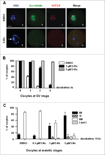 Figure 6. H3 Thr3 phosphorylation involvement in meiotic resumption and cell cycle progression to MII in oocytes. (A) Immunofluorescence analysis demonstrated that non-condensed chromatin after GV oocytes were incubated for 4 h in 5 μM 5-ITu. DNA was visualized in blue, H3T3-P in red and acetylated-tubulin in green. Bar, 20 μM. The nuclear envelope was still intact (e) in 5-ITu-treated oocytes with no signal of H3T3-P expression (g) and microtubule assembly (f), in contrast, GVBD occurred and chromatin was properly condensed into individual chromosomes (a) in control oocytes with bright fluorescent signal of H3T3-P (c) and assembling microtubules (b). (B) Statistical analysis indicated that the meiotic resumption was delayed in GV oocytes when H3T3-P expression was inhibited with 5-ITu. GV oocytes were cultured for 1, 2, and 4 h, respectively, in maturation medium added with 1 and 5 μM 5-Itu, then collected for immunofluorescence staining to judge and score oocytes arrested at GV stage. Data are presented as mean ± SEM of 3 repeated experiments. (C) Statistical analysis showed the meiotic progression to MII was affected when oocytes were incubated in 5-ITU for 15 h after GVBD. GV oocytes were initially cultured for 2 h in normal maturation medium, then incubated for additional 15 h in the same medium supplemented with 0, 0.1, 1 and 5 μM 5-ITu. After incubation, oocytes were collected for immunofluorescence staining to determine the developmetal stages of oocytes. I indicates interphase-specific chromosome configuration, C indicates chromosomes collapsed into “ball” structure. Data are presented as mean ± SEM of 3 repeated experiments.