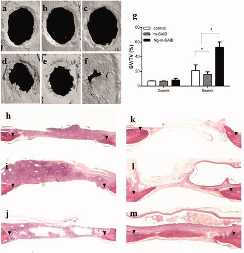 Figure 4. Reconstructed 3D images (a–f), statistical quantifications of the new bone formation rate (BV/TV %) (g), and representative HE images of different groups at 2 and 8 weeks postsurgery. a, d, h, k: control; b, e, i, l: m-SAIB; c, f, j, m: Ng-m-SAIB; a–c, h–j: after 2 weeks of surgery; d–f, k–m: after 8 weeks of surgery. The results represent the average ± SD, *p < .05. Black arrows represent the defect margin.