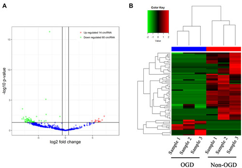 Figure 1 Volcano plot and heatmap of differential circRNAs expression in human BEMCs after OGD. (A) 74 differentially expressed circRNAs, including 14 up-regulated circRNAs and 60 down-regulated circRNAs. (B) Heatmap of 74 differential circRNA expression.