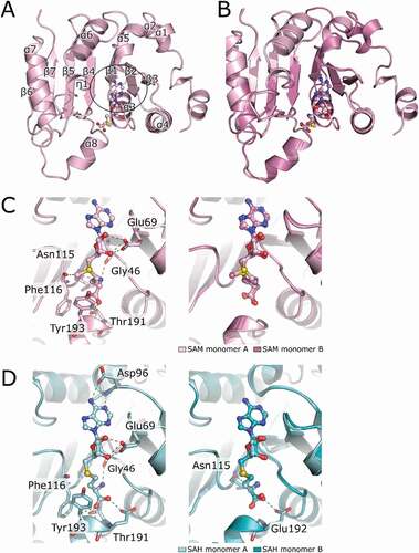 Figure 3. Crystal structures of SAM and SAH bound to bsTrmB. (A) TrmB subunit A is represented as cartoon with annotated secondary elements. SAM is shown as ball and stick model, central switch point is highlighted by the black circle. (B) superposition of TrmB monomer A (light pink) and monomer B (dark pink) represented in cartoon mode, SAM is shown as ball and stick. the crystal structure was determined to 2.5 Å. (C) close-up view of the ligand binding sites of TrmB monomer A (left) and superposition of both (right) complexed with SAM. Ligand interacting residues are shown in sticks and interactions are marked as dashed lines. (D) close up view of the SAH-TrmB complex structure. bsTrmB is depicted as cartoon (light cyan (monomer A, left) and superposition of both (right)). the soaked S-Adenosyl-L-homocysteine is depicted in ball and stick mode. SAH coordinating residues are shown as sticks and hydrogen bonds as dashed lines. the crystal structure was determined at 3.1 Å. hydrogen bonds are colour coded for 2.2–2.8 Å (red) and 2.8–3.2 Å (green)