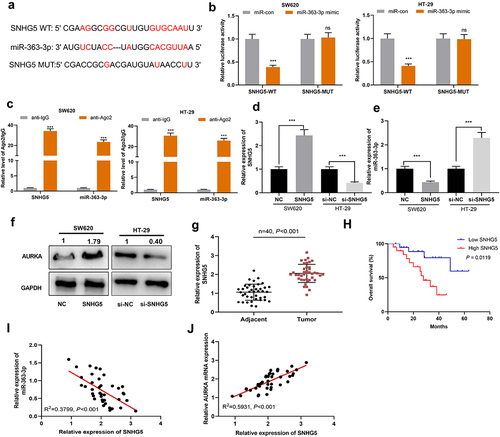 Figure 5. SNHG5 targeted miR-363-3p in CRC cells A. Bioinformatics analysis (http://starbase.sysu.edu.cn/) was used to predict the binding sequence between miR-363-3p and SNHG5. B. Luciferase activities were detected in SW620 and HT-29 cells co-transfected with SNHG5-WT or SNHG5-MUT and 50 nM of miR-con or 50 nM of miR-363-3p mimics utilizing dual-luciferase reporter gene experiments. C. RIP assay showed the binding relationship between miR-363-3p and SNHG5 in the anti-Ago2 group of SW620 and HT-29 cells, and anti-IgG was used as the negative control. D. The relative expression of SNHG5 in SW620 and HT-29 cells transfected with 50 nM of SNHG5 overexpression plasmid or 50 nM of si-SNHG5 was detected by qRT-PCR. GAPDH and PPIA were used as the internal controls. E. The relative expression of miR-363-3p in SW620 and HT-29 cells transfected with 50 nM of SNHG5 overexpression plasmid or 50 nM of si-SNHG5 was detected by qRT-PCR. U6 was used as the internal control. F. Western blot was used to detect the expression of AURKA protein in SW620 and HT-29 cells transfected with 50 nM of SNHG5 overexpression plasmid or 50 nM of si-SNHG5, and GAPDH was used as internal control. G. qRT-PCR was used to detect the relative expression of SNHG5 in 40 cases of CRC tissues (Tumor group) and normal tissues adjacent to cancer (Adjacent group), with GAPDH and PPIA as the internal controls. H. Kaplan-Meier method was used to compare the survival time of the patients with high or low expression of SNHG5. I. The correlation between SNHG5 expression and miR-363-3p expression in 40 cases of CRC tissues was analyzed by Pearson correlation analysis. J. The correlation between SNHG5 and AURKA mRNA expressions in 40 cases of CRC tissues was analyzed by Pearson correlation analysis. Error bars represented the mean ± SD of at least three independent experiments. Compared with the miR-con, anti-IgG, and NC or si-NC group, ***P< 0.001 and ns:P> 0.05.