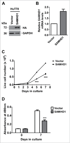 Figure 1. Exogenous SAMHD1 expression inhibits HuT78 cell growth and proliferation. HuT78 cells expressing hemagglutinin (HA)-tagged SAMHD1 were generated via lentiviral vector-mediated transduction. (A) Exogenous expression of SAMHD1 was validated by immunoblotting analysis using antibodies to HA (SAMHD1) and GAPDH (loading control). (B) Total RNA was isolated from HuT78 vector or SAMHD1-expressing cells and qPCR analysis was performed to quantify the relative SAMHD1 mRNA levels. GAPDH mRNA levels were quantified as internal control. (C) HuT78 vector control and SAMHD1 expressing cells were seeded in triplicate in 24-well plates at a density of 1 × 104 cells/well in 1 ml culture media on day 0 and live cells were counted on indicated days via trypan-blue exclusion method. (D) Cell lines were seeded on day 0 in 4 replicates in 96-well plates at density of 1 × 103 cells/well in 100 µl and cell proliferation was determined on indicated days utilizing an MTS-based proliferation assay. All the data presented are representative of 3 or more independent experiments. (C-D) ***, p < 0.0001.