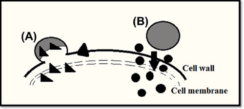 Figure 2. Mechanisms of nanoparticle-based antimicrobial drug delivery to microorganisms: (A) Nanoparticles combine with microbial cell wall or membrane and discharge the transported drugs within the cell wall or membrane; (B) nanoparticles attach to the cell wall and serve as a drug store to continuously release drug particles, which will distribute into the interior of the microorganisms.
