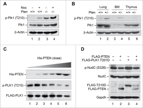 Figure 3. PLK1 is a protein substrate of PTEN phosphatase. (A and B) Pten depletion induces Plk1 phosphorylation. Pten+/+ and Pten−/− MEFs cultured with or without nocodazole (50 nM, 8 h, A), as well as various tissues from mice with wild-type Pten or heterozygous Pten deletion (B), were analyzed for Plk1 phosphorylation and abundance by immunoblotting with site-specific phospho-Plk1 (Thr210) and total Plk1 antibodies. β-Actin was used as a loading control. (C) PTEN directly and dose-dependently dephosphorylates PLK1. Sf9-expressed His-PTEN protein was purified using a Ni-NTA agarose column. FLAG-PLK1 expressed in Sf9 cells was immunoprecipitated with anti-FLAG M2 beads and incubated with increasing amounts of His-PTEN proteins, followed by Western blot analysis of PLK1 phosphorylation. The same blot was probed with PLK1 antibody to show PLK1 levels loaded in each lane. (D) Ectopic PTEN suppresses PLK1 kinase activity. Phosphorylation of NudC, a substrate of PLK1 kinase, was analyzed by immunoblotting in Pten−/− MEFs containing ectopic PTEN in the presence and absence of PLK1T210D, an enzymatically active form of PLK1.