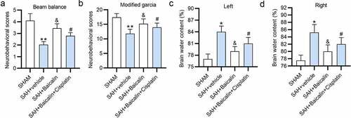 Figure 6. Effects of baicalin on brain injury of the SAH rats. (a) The beam balance scores of the rats in the different groups: (i) sham, (ii) SAH + vehicle, (iii) SAH + Baicalin, (iv) SAH + Baicalin + Cisplatin 24 h post-SAH. (b) The modified Garcia scores of the rats 24 h post-SAH. (c and d) The brain water content (%) of the rats 24 h post-SAH. There are 10 rats in each group. *P < 0.05, **P < 0.01 versus sham group. &P < 0.05 versus SAH + vehicle group. #P < 0.05 versus SAH + Baicalin group