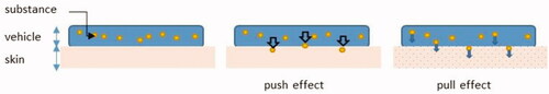 Figure 6. The “push-pull” effect in substance-vehicle-skin interactions.