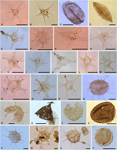 Figure 7. Organic-walled phytoplankton of the Borenshult-1 drillcore. Taxon, sample number, and England Finder Reference (EFR). Scale bars 20 μm. A. Estiastra sp. B, (33.05 m) EFR: N19/0a; B. Estiastra sp. B, (39.0 m) EFR: S9/2a; C. Eupoikilofusa (Moyeria) cabottii, (33.05 m) EFR: S39/0b; D. Eupoikilofusa striata, (38.73 m) EFR: T13/0a; E. Evittia cf. E. denticulata denticulata, (43.1 m) EFR: H32/0a; F. Evittia cf. E. porkuniensis, (33.05 m) EFR: J40/1b; G. Evittia sp. A, (33.05 m) EFR: E42/0a; H. Evittia sp. A, (33.05 m) EFR: L32/0a; I. Evittia sp. A, (33.05 m) EFR: P31/3a; J. Evittia sp. A, (41.1 m) EFR: Q30/0a; K. Evittia sp. B, (34.45 m) EFR: U45/4; L. Evittia sp. C, (33.05 m) EFR: S17/2; M. Evittia sp. C, (39.8 m) EFR: S8/2; N. Evittia sp. C, (40.35 m) EFR: D32/2; O. Evittia sp. C, (42.1 m) EFR: V14/0b; P. Evittia cf. sp. C, (37.0 m) EFR: J9/4; Q. Excultibrachium concinnum, (33.05 m) EFR: Q19/3a; R. Excultibrachium concinnum, (67.6 m) EFR: L28/3b; S. Frankea cf. F. sartbernardensis, (43.1 m) EFR: U26/0b; T. Gorgonisphaeridium miculum, (59.1 m) EFR: T15/0a; U. Gorgonisphaeridium sp. A, (38.73 m) EFR: G23/3a; V. Gyalorhethium cf. G. chondrodes, (39.98 m) EFR: J23/3a; W. Gyalorhethium sp. in Loeblich & Tappan (Citation1978), (71.1 m) EFR: B39/4b; X. Gyalorhethium sp. A in Playford & Wicander (Citation2006), (48.2 m) EFR: T43/0a; Y. Helosphaeridium tongiorgii, (43.1) EFR: G33/0a.