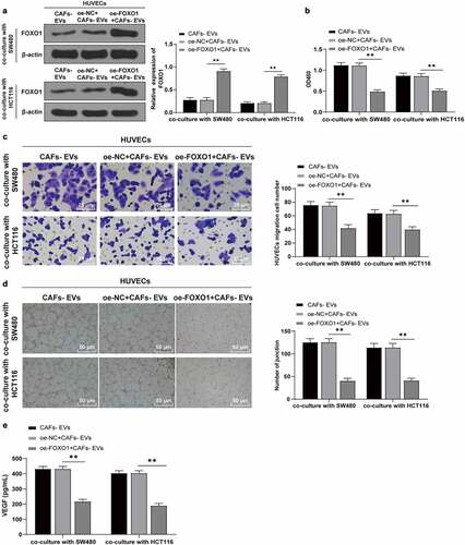 Figure 6. Overexpression of FOXO1 reversed the effect of EVs on promoting angiogenesis. The FOXO1 was overexpressed in CAFs-EV-treated SW480/HCT116 cells. (a) The expression pattern of FOXO1 was detected using WB; (b) The proliferation of HUVECs was detected using CCK-8; (c) The migration was detected using Transwell; (d) The number of connections was measured to quantify the tube formation of HUVECs; (e) The VEGF content in HUVECs supernatant was detected using ELISA. Three cell tests were performed and the data were expressed as mean ± standard deviation. One-way ANOVA was used for comparison among groups. Tukey’s multiple comparisons test was used for the post hoc test. **P < .01.