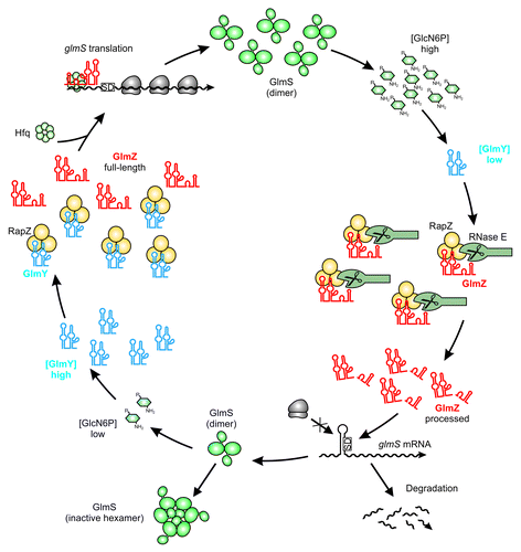 Figure 3. Maintenance of GlcN6P homeostasis by the regulatory GlmY/GlmZ/RapZ circuit. Under ample GlcN6P supply, sRNA GlmY is present in low amounts. Therefore, adaptor protein RapZ recruits the homologous sRNA GlmZ for cleavage by RNase E in a process that involves physical interaction of both proteins. Processed GlmZ lacks complementarity to glmS and is unable to activate glmS expression. Consequently, the glmS SD is not accessible to ribosomes, leading to low translation rates and rapid degradation of the mRNA. In addition, high GlcN6P concentrations trigger conversion of preexisting GlmS dimers to enzymatically inactive hexamers, providing feedback regulation at the protein level.Citation82 Upon GlcN6P limitation, the processed variant of GlmY accumulates and sequesters RapZ by an RNA mimicry mechanism. As a result, GlmZ cannot be cleaved by RNase E. Consequently, unprocessed GlmZ accumulates and base-pairs with the glmS mRNA in an Hfq-dependent manner. Base-pairing disrupts the inhibitory stem loop occluding the SD, thereby allowing translation of glmS, which concomitantly stabilizes the transcript. The newly synthesized GlmS replenishes GlcN6P.