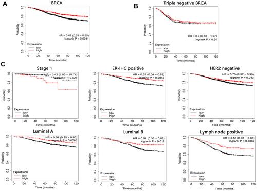 Figure 6 The 10-year overall survival analysis on CLMN in BRCA. (A) Survival analysis on BRCA patients without restricted criteria. (B) Survival analysis on triple negative breast cancer patients. (C) Restrict overall survival analysis based on subtypes of BRCA.