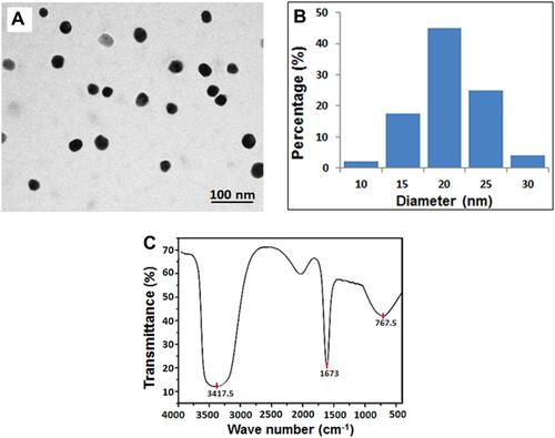 Figure 1 Characterization of the SeNPs. (A) Transmission electron microscopic image (Scale bar 100 nm); (B) A histogram showing size distribution of the SeNPs; (C) Fourier Transform Infrared spectroscopy (FTIR) of selenium nanoparticles showing the functional characteristics of the nanoparticles.