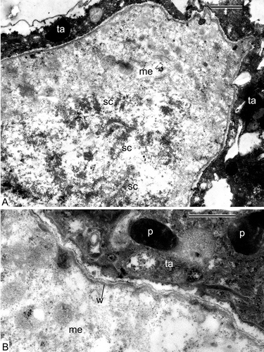 Figure 5. Prophase I of meiosis in Alsophila setosa. Early pachytene stage. A. A part of the meiocyte surrounded by tapetal cells; chromosomes of the synaptonemic complexes are more condensed than they were at the zygotene stage; all organelles in the cytoplasm are dedifferentiated, their membranes are not discernible. B. Higher magnification of (A) evidences that the negative contrast of the tapetal cells is still preserved and the wall of the meiocyte becomes thicker and is differentiated into several layers of different contrast; the cytoplasm of meiocytes is clarified. Abbreviations: see Figure 1. Scale bars – 1 μm (A), 500 nm (B).