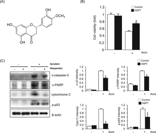 Figure 1. Effects of hesperetin on acrolein-induced toxicity to LLC cells. (A) The structure of hesperetin. (B) The viability of untreated (control) LLC cells and cells treated with 30 μM hesperetin (HSPT) upon exposure to 30 μM acrolein for 1 h was evaluated using an MTT assay. (C) Immunoblot analysis of apoptosis-related proteins. Cell extracts were electrophoresed on 10–15% SDS-polyacrylamide gels, transferred to nitrocellulose membranes, and immunoblotted with antibodies against cleaved caspase-3 (c-caspase-3), cleaved PARP (c-PARP), cytochrome C, and p-p53. β-Actin was used as an internal control. The protein levels were normalized to the actin levels to analyze the immunoblotting data. Data are presented as the mean ± SD of four independent experiments. *p < .05 versus cells exposed to acrolein. Acro, acrolein.