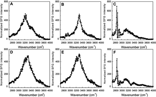 Figure S6 Sum frequency generation (SFG) O-H/N-H stretching signals collected from 22A peptide associated with model lipid membranes of egg sphingomyelin (eSM) at 25°C (A), 37°C (B), and 50°C (C) and 1-palmitoyl-2-oleoyl-sn-glycero-3-phosphocholine (POPC) at 20°C (D), 37°C (E), and 50°C (F).