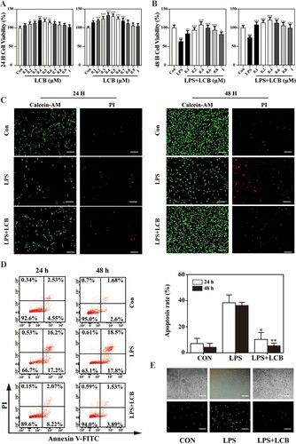 Figure 1. Effects of LCB on cell viability, apoptosis and ROS production. (A) Effect of LCB on the viability of HPMECs. (B) Effect of 1 μg/mL LPS + LCB on the viability of HPMECs. (C) Live/dead cell ratio measured with Calcein-AM/PI staining at 24 and 48 h. (D) Apoptosis rate measured with Annexin V-FITC/PI staining. (E) ROS production evaluated by DCFH-DA. Data are expressed as means ± SD and analyzed by one-way ANOVA. HMPECs = 2 batches of cells, repeat 3 multiple wells for each bacth of cells. * P < 0.05, ** P < 0.01, *** P < 0.001 vs control group. + P < 0.05, ++ P < 0.01, +++ P < 0.001 vs LPS group.