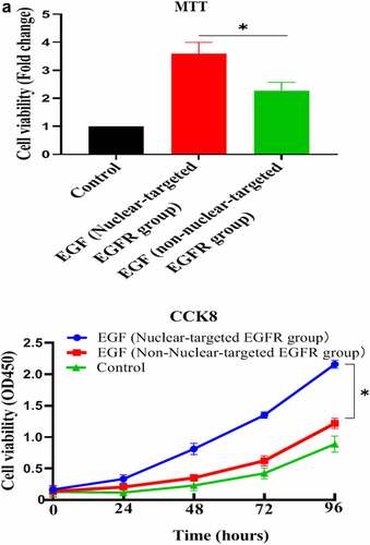 Figure 3. Evaluation of the biological activity of nuclear EGFR. a. HUVEC proliferation were significantly reduced in non-EGFR nuclear localization group by MTT analysis. b. The nuclear-localized EGFR is involved in the cell cycle. c. the expression of cyclinD1, CDK4, Ki67 and Rb were down-regulated.Data are presented as mean ± SD (n = 5). Asterisks indicate statistically significant differences.